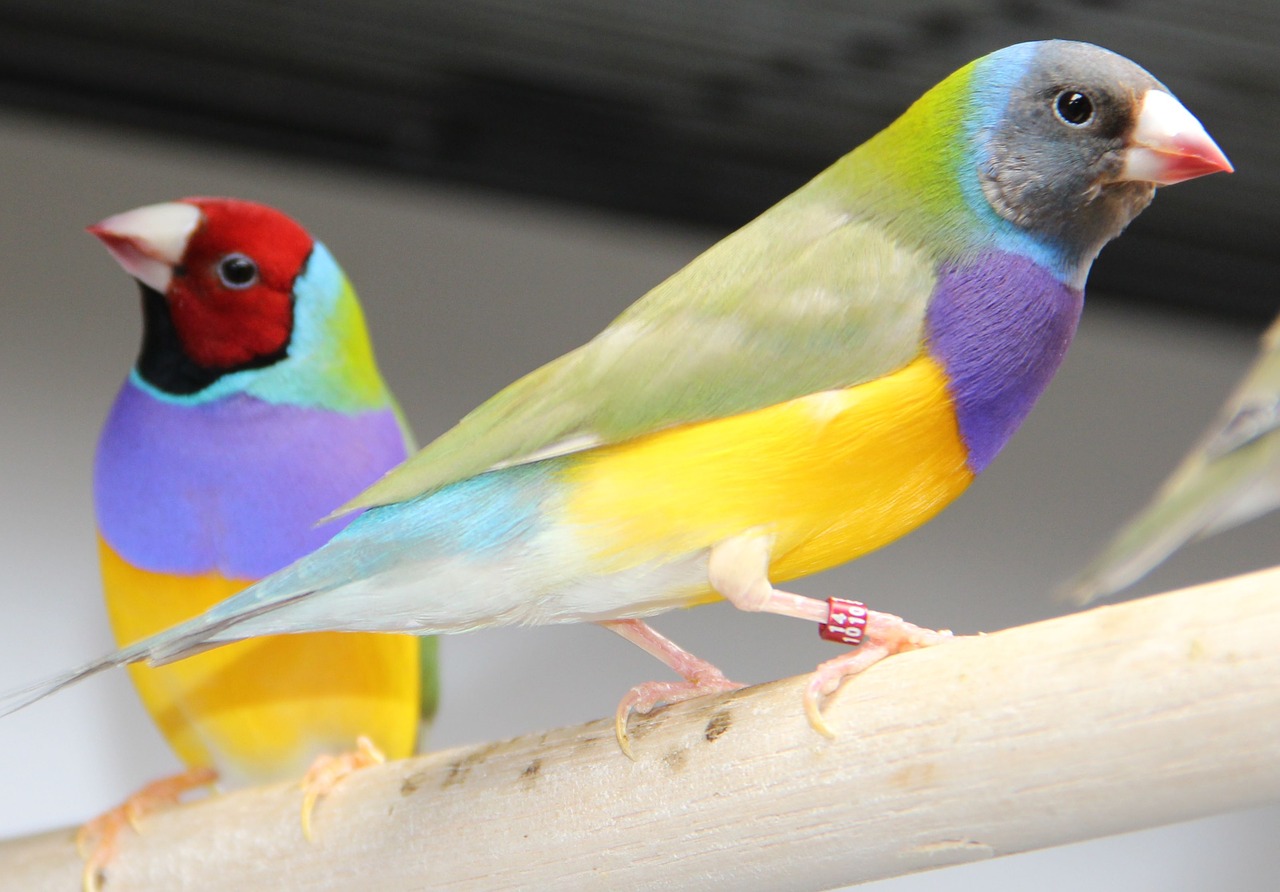 goulds gouldian finch bird free photo