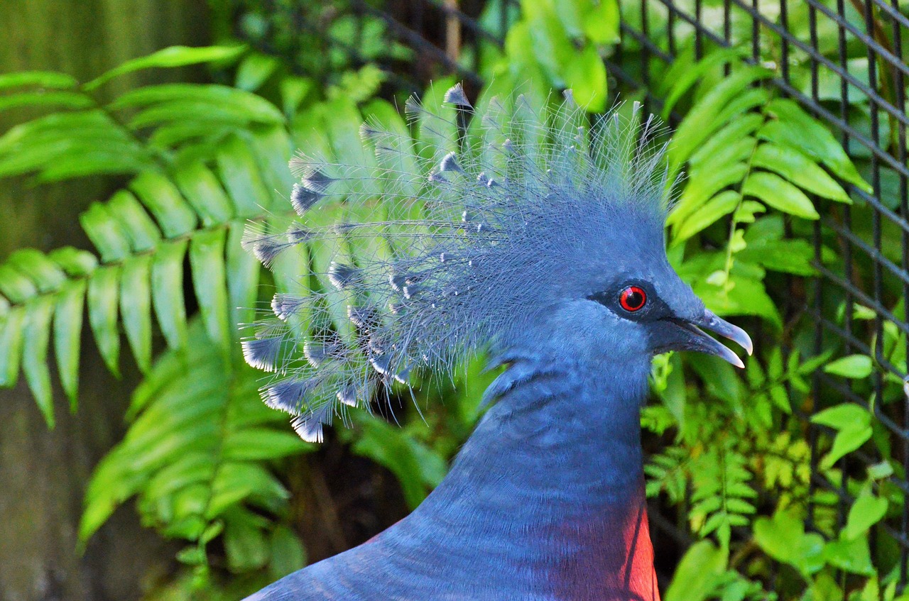 goura crowned blue bird bird free photo