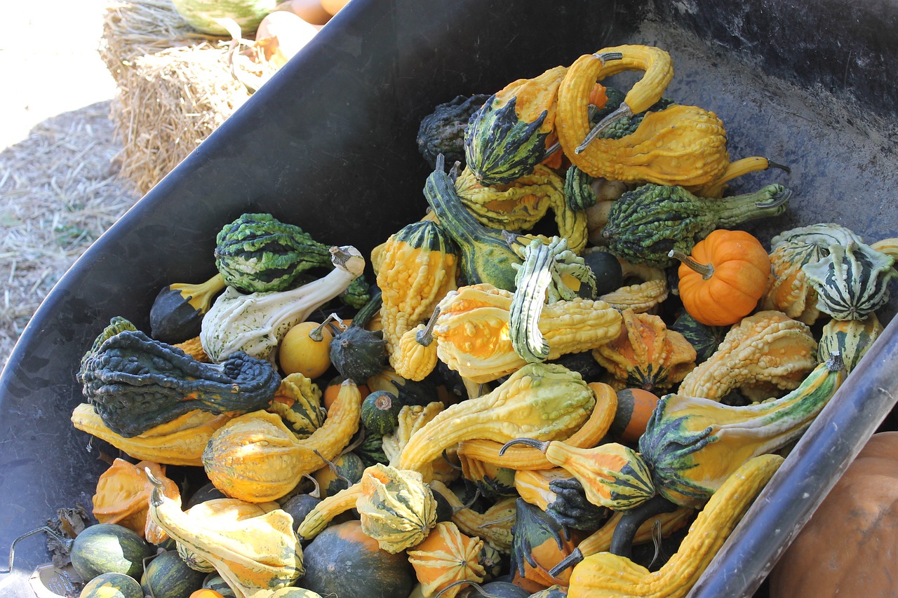 gourd autumn fall free photo