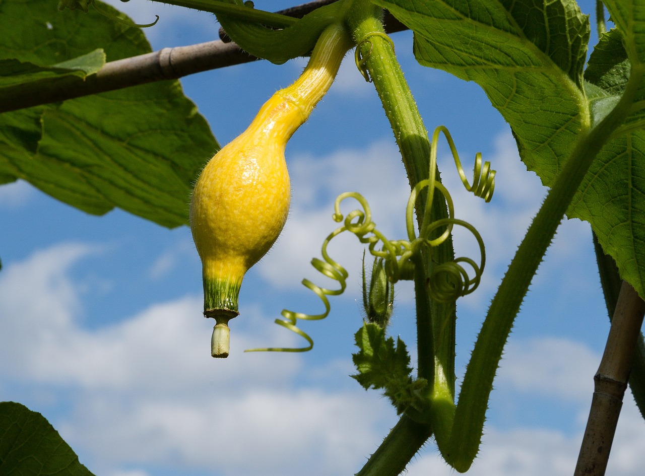 gourd vegetable yellow free photo