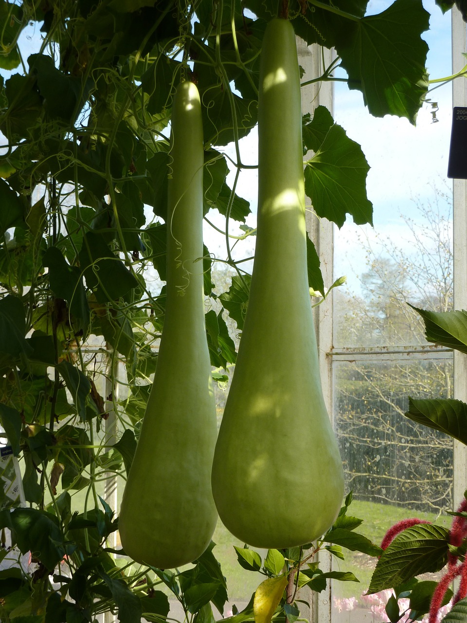 gourd bottle green free photo