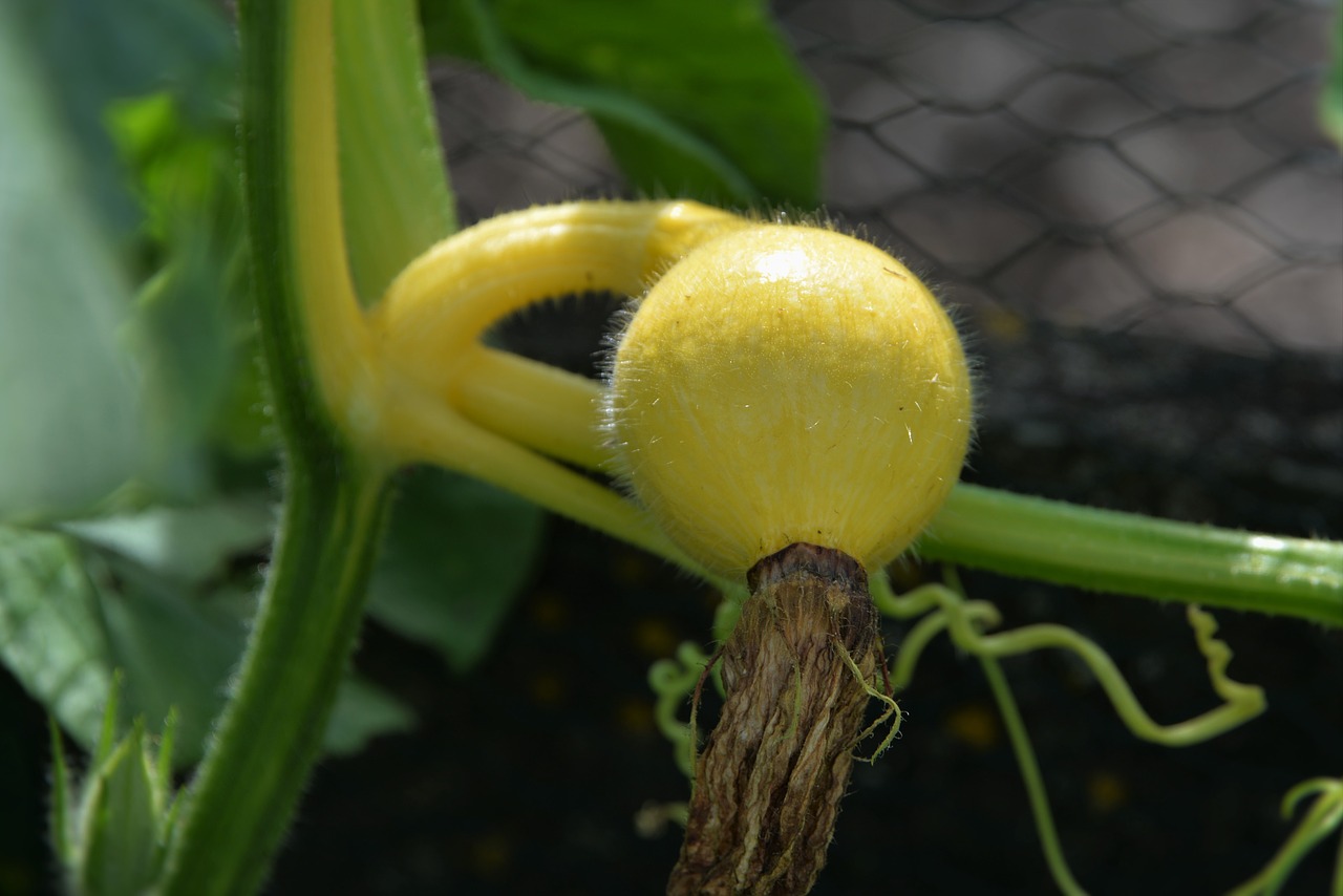 gourd young fruit macro free photo