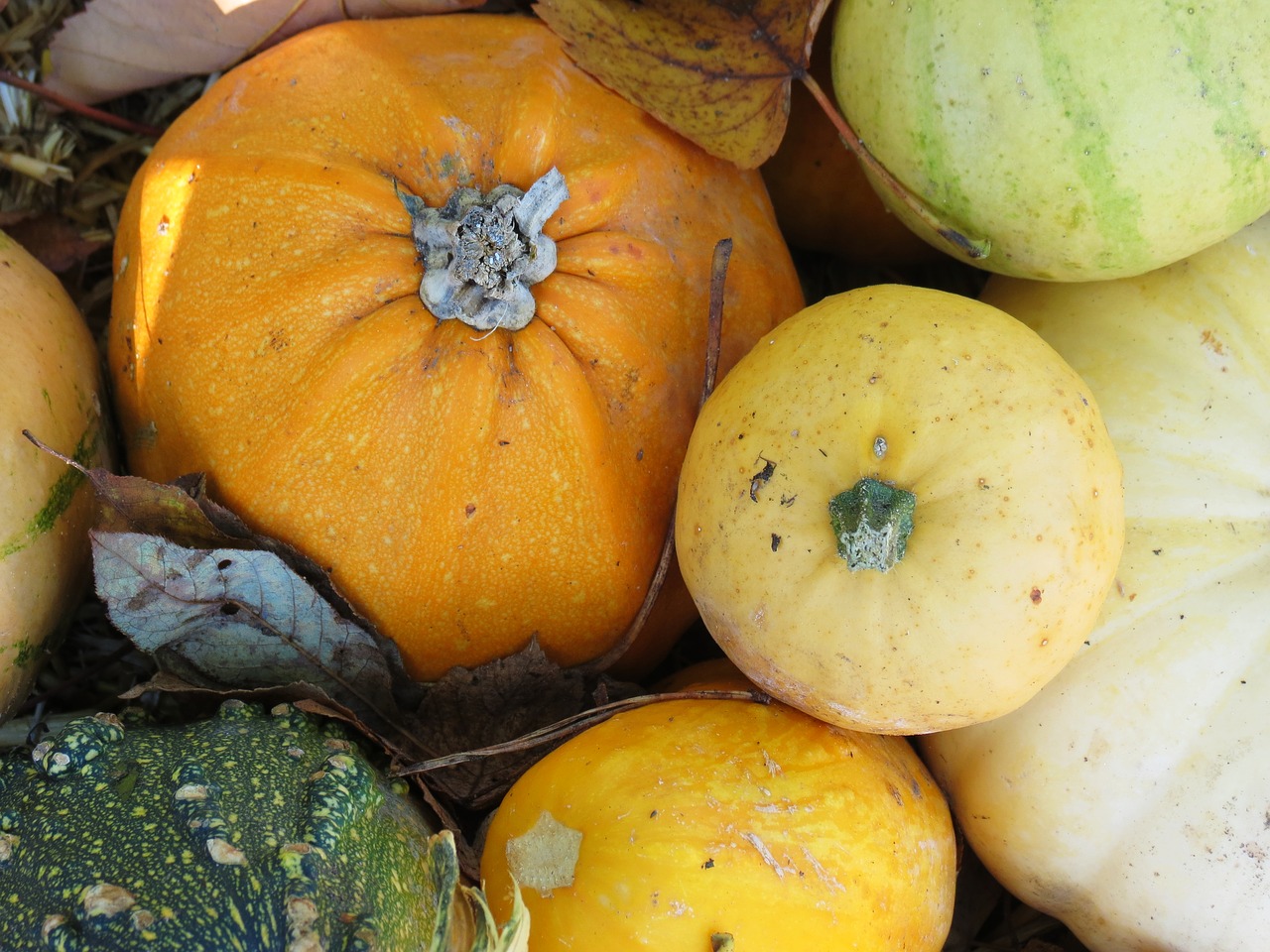 gourd pumpkin fruit free photo