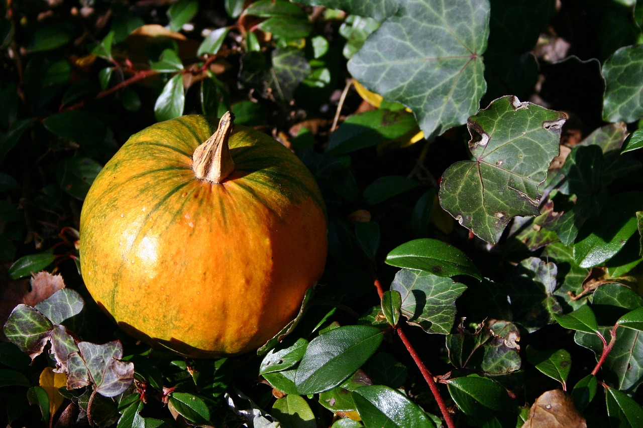 gourd autumn leaves free photo