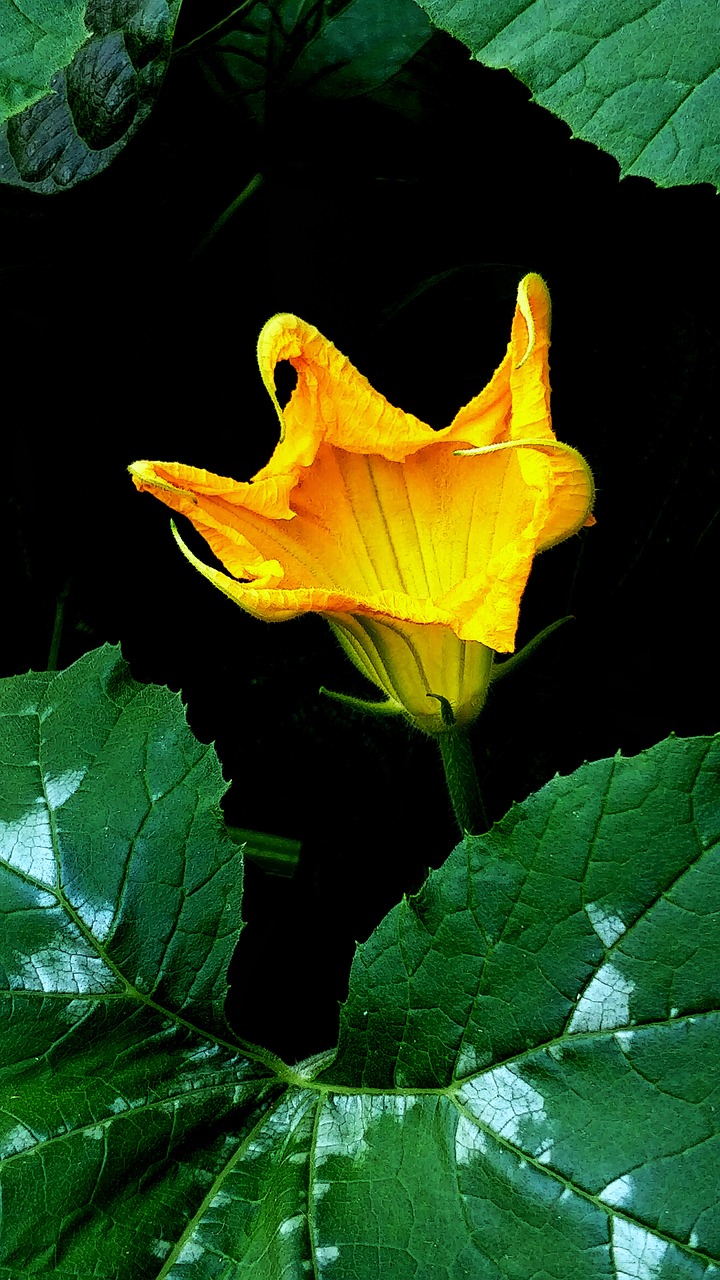 gourd flower yellow free photo