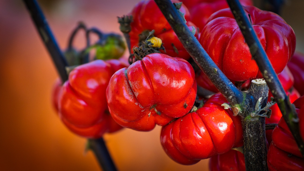 gourd  pumpkin  red free photo