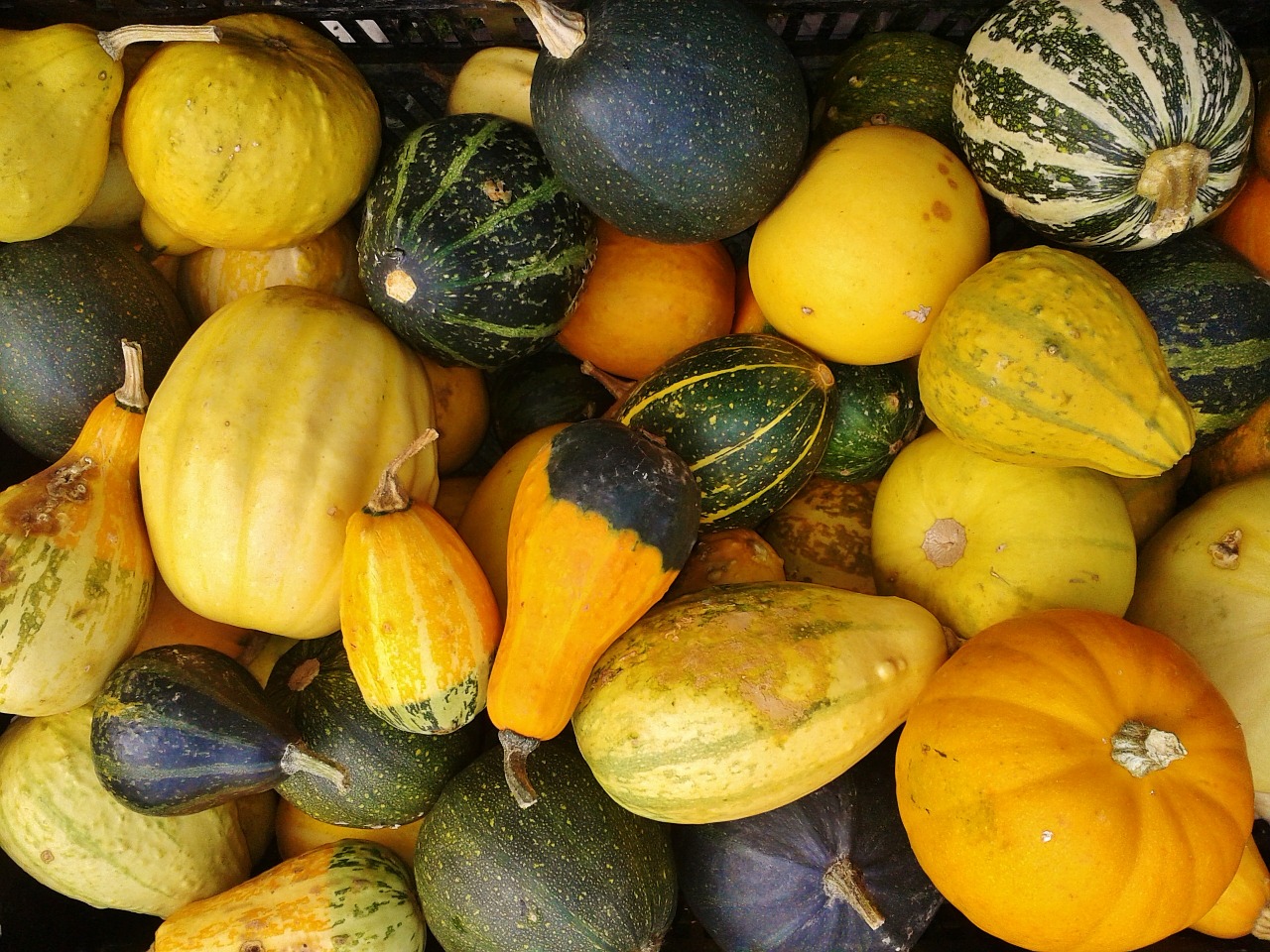 gourd pumpkin autumn free photo