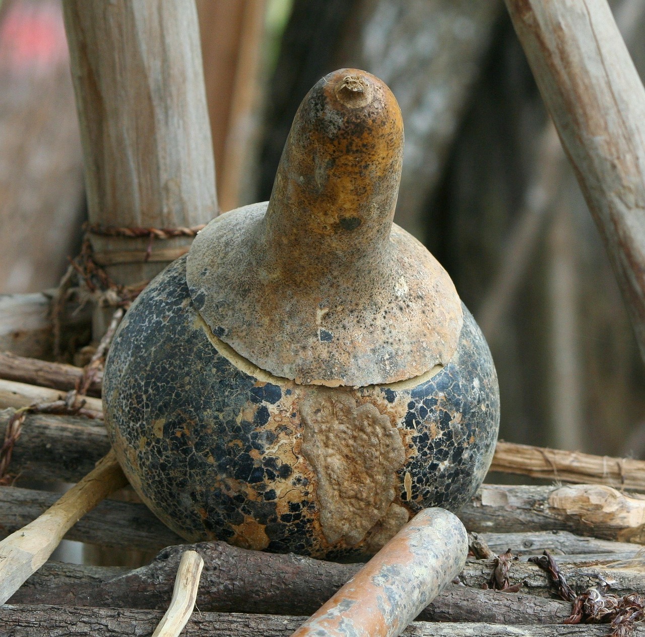 gourd bowl native american virginia indians free photo