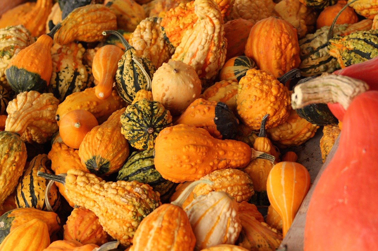 gourds fall harvest free photo