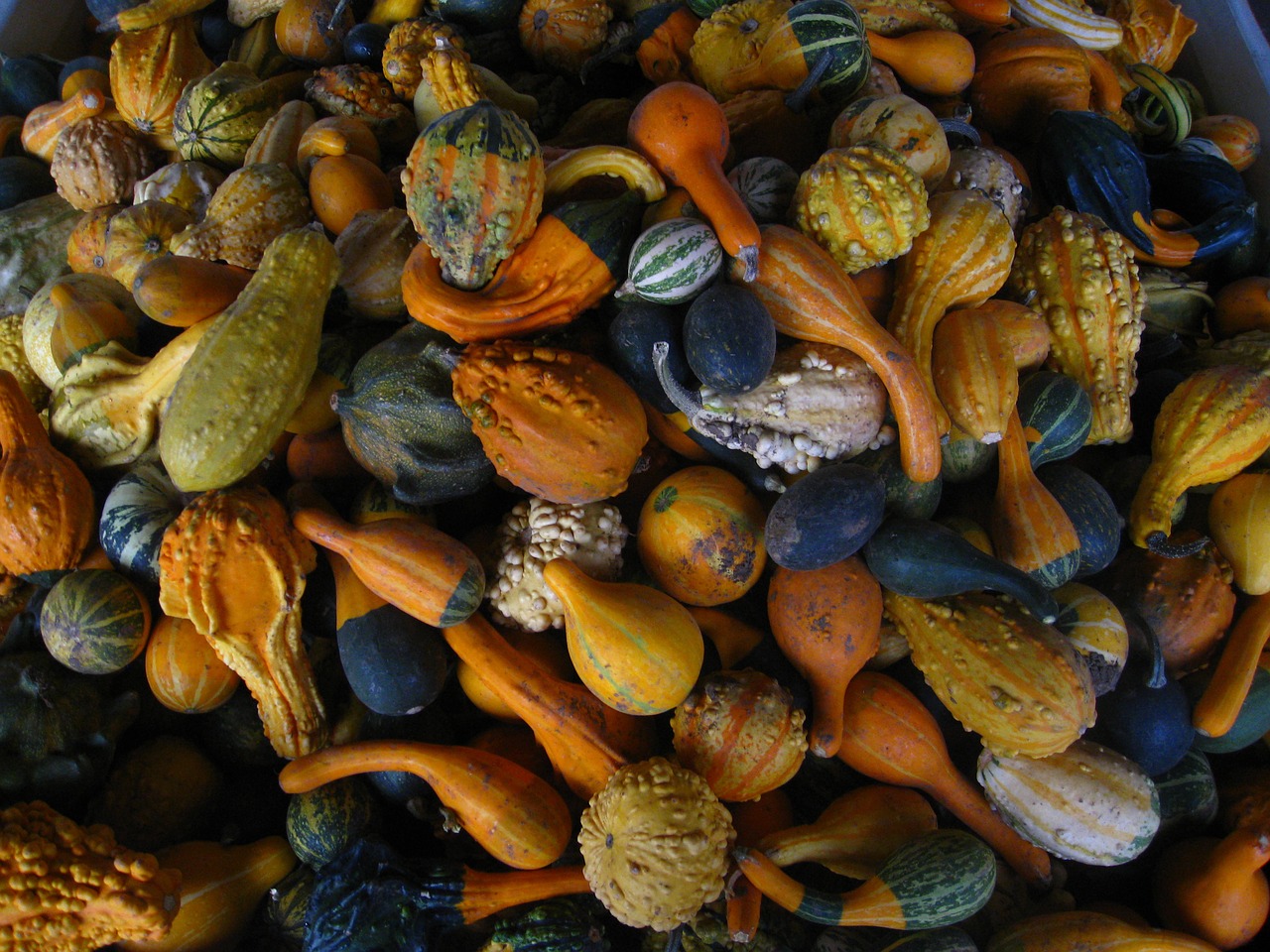 gourds fall autumn free photo