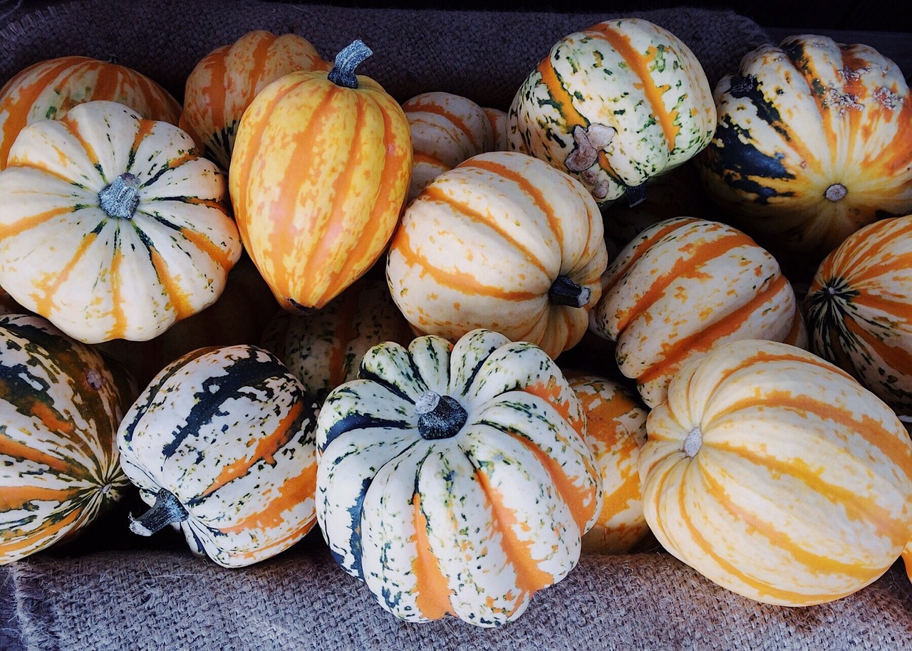 gourds fall autumn free photo