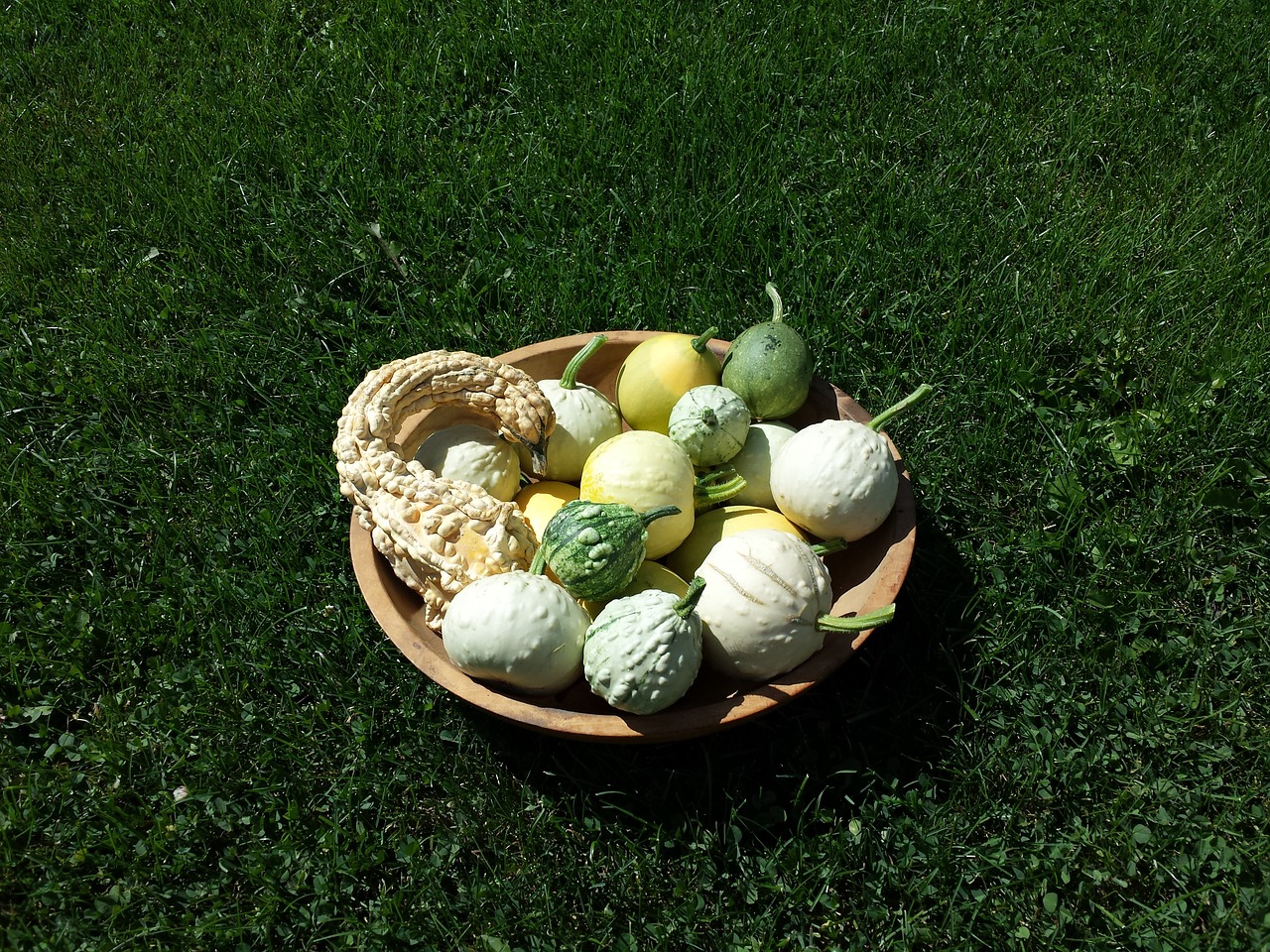 gourds fall harvest free photo