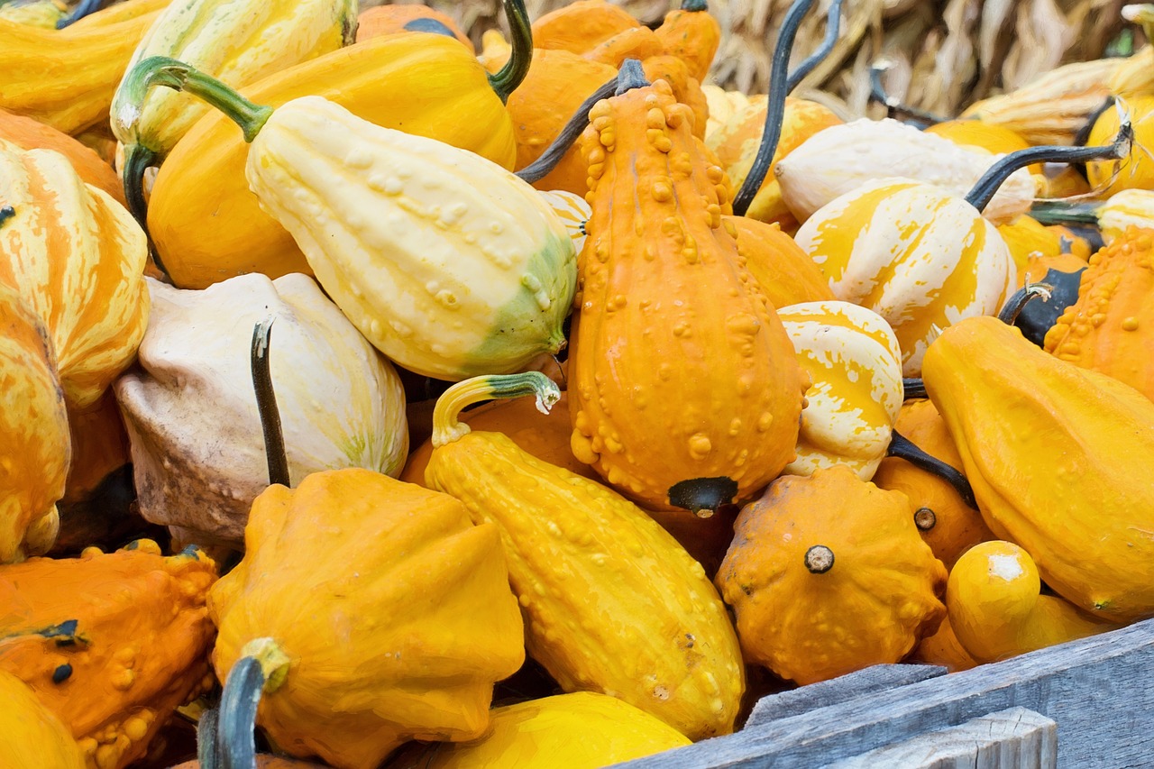 gourds squash autumn free photo