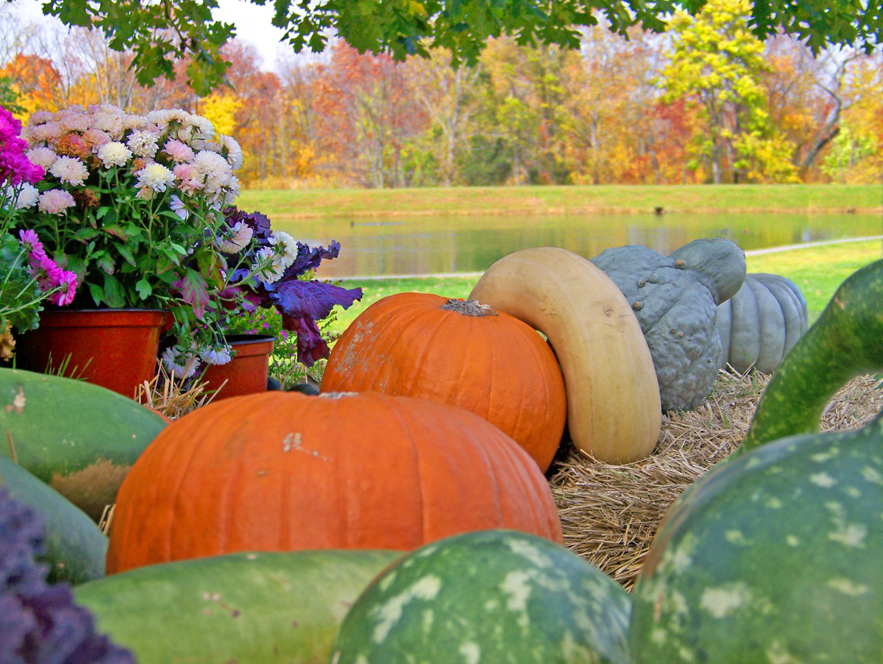 gourds pumpkin flowers free photo