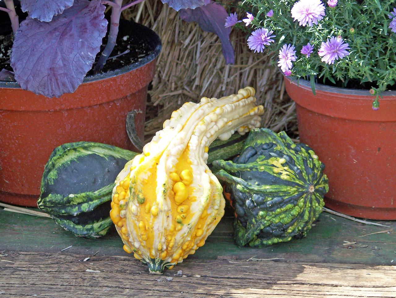 gourds flowers fall free photo