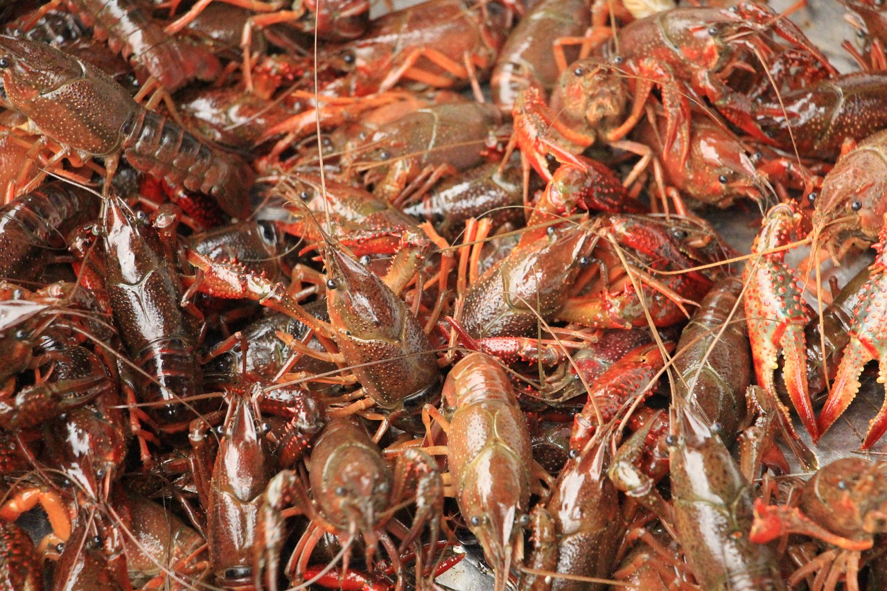 gourmet lobster crayfish free photo