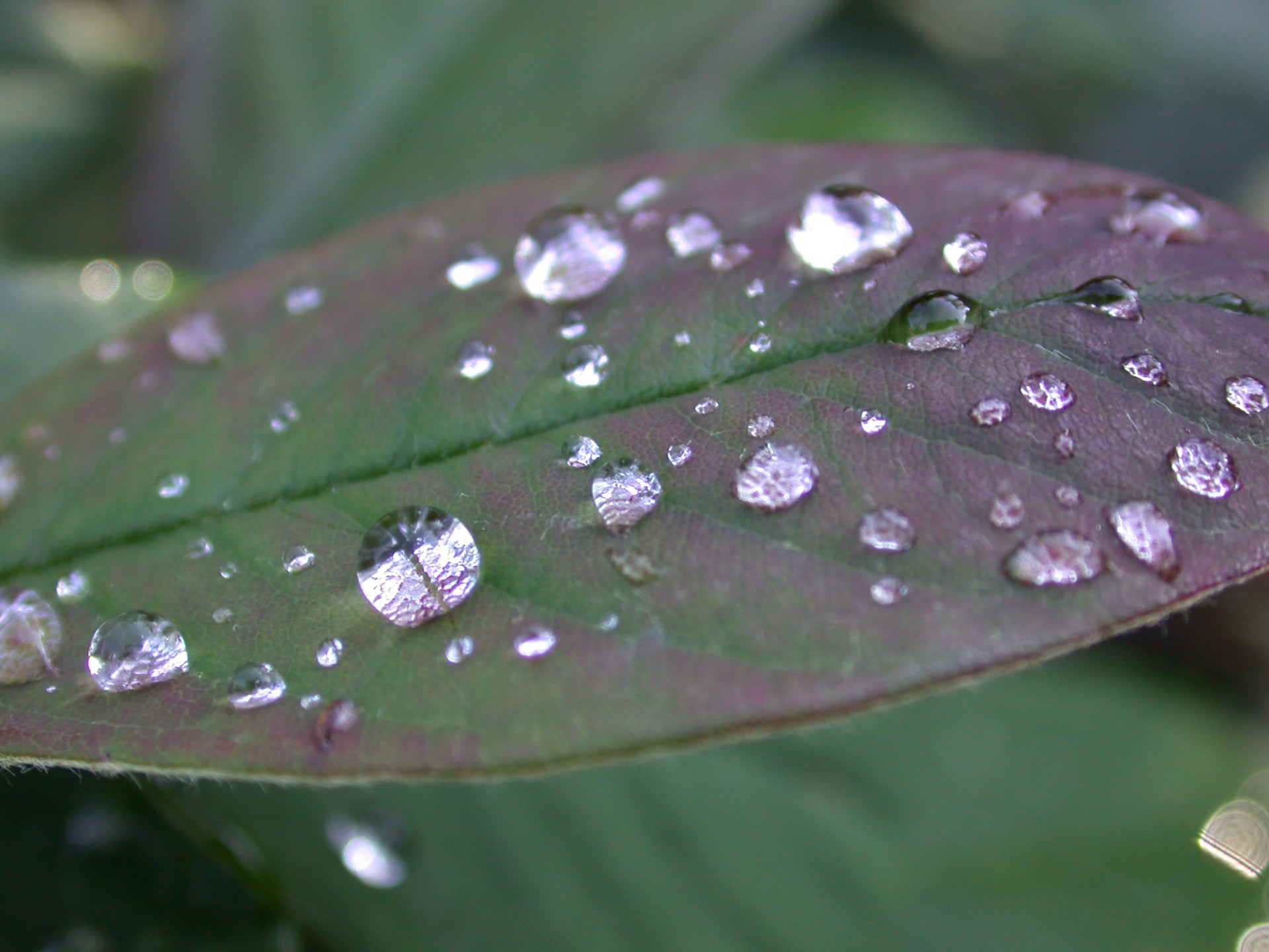 rain dew drop free photo