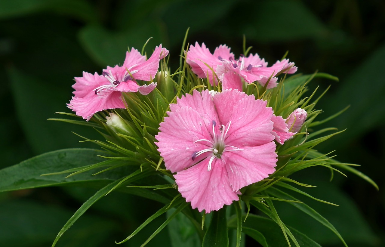 gożdzik stone  flowers  garden free photo