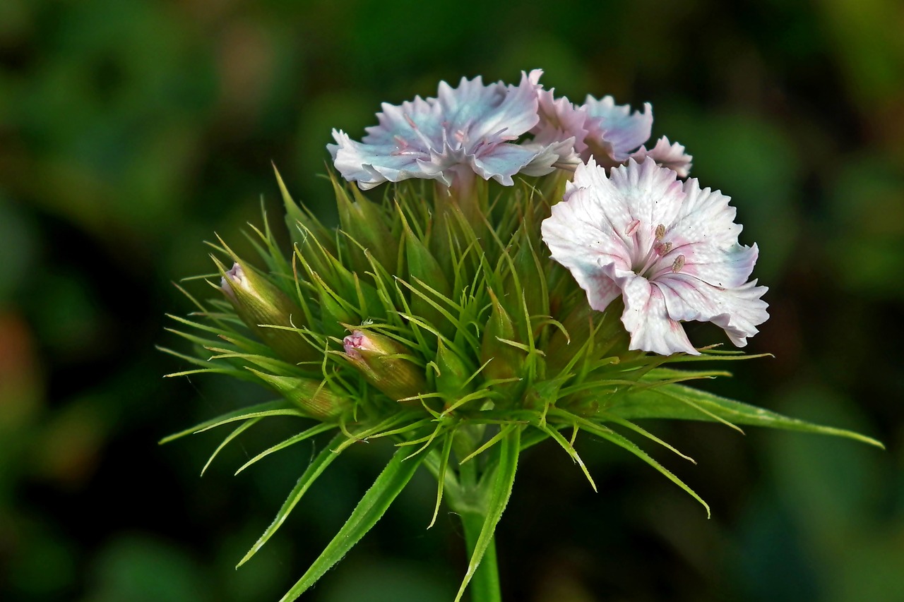 gożdzik stone  flowers  garden free photo