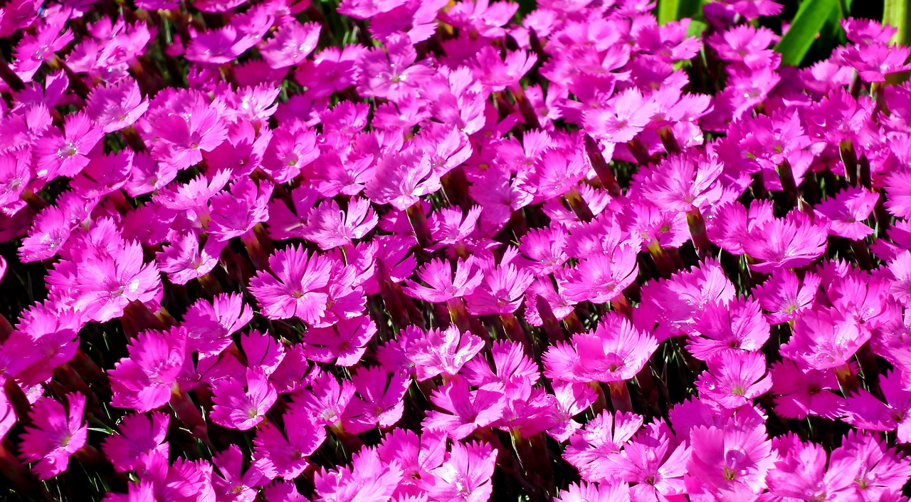 gożdziki  flowers  pink free photo
