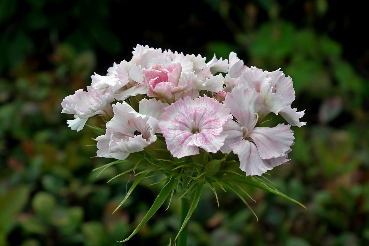 gożdziki stone  flowers  pink free photo