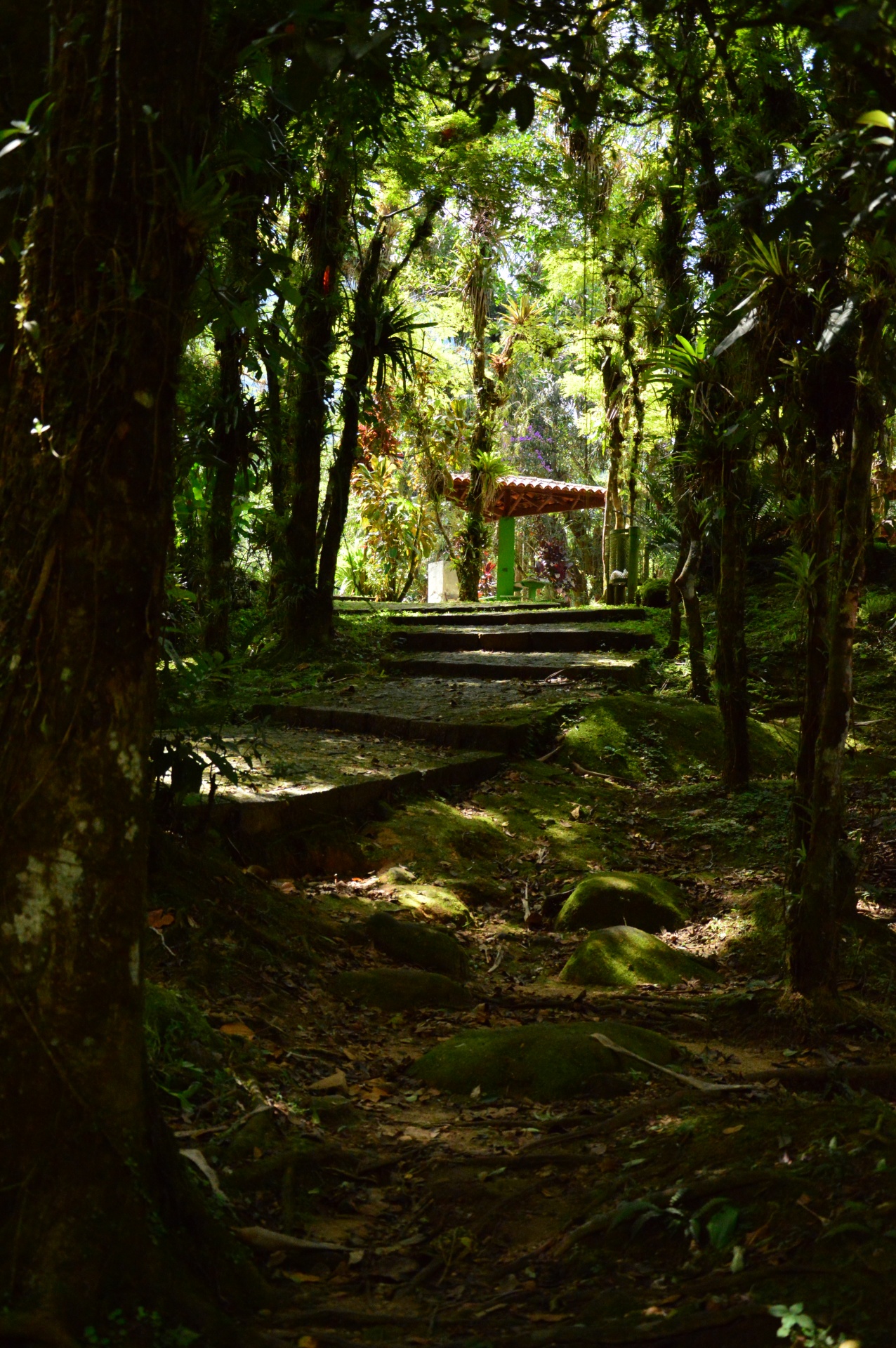 graciosa forest graciosa free photo