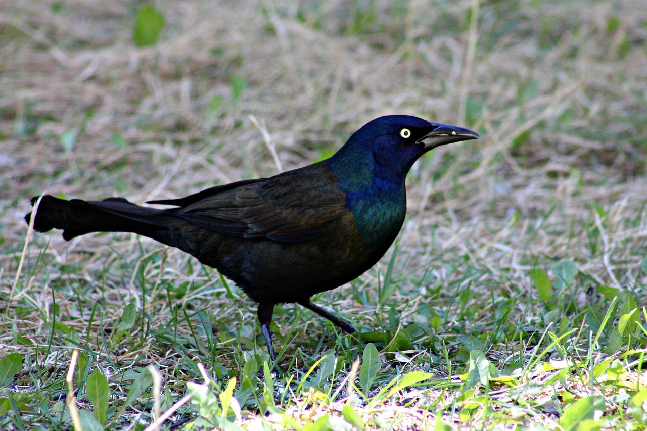 grackle  bird  black free photo