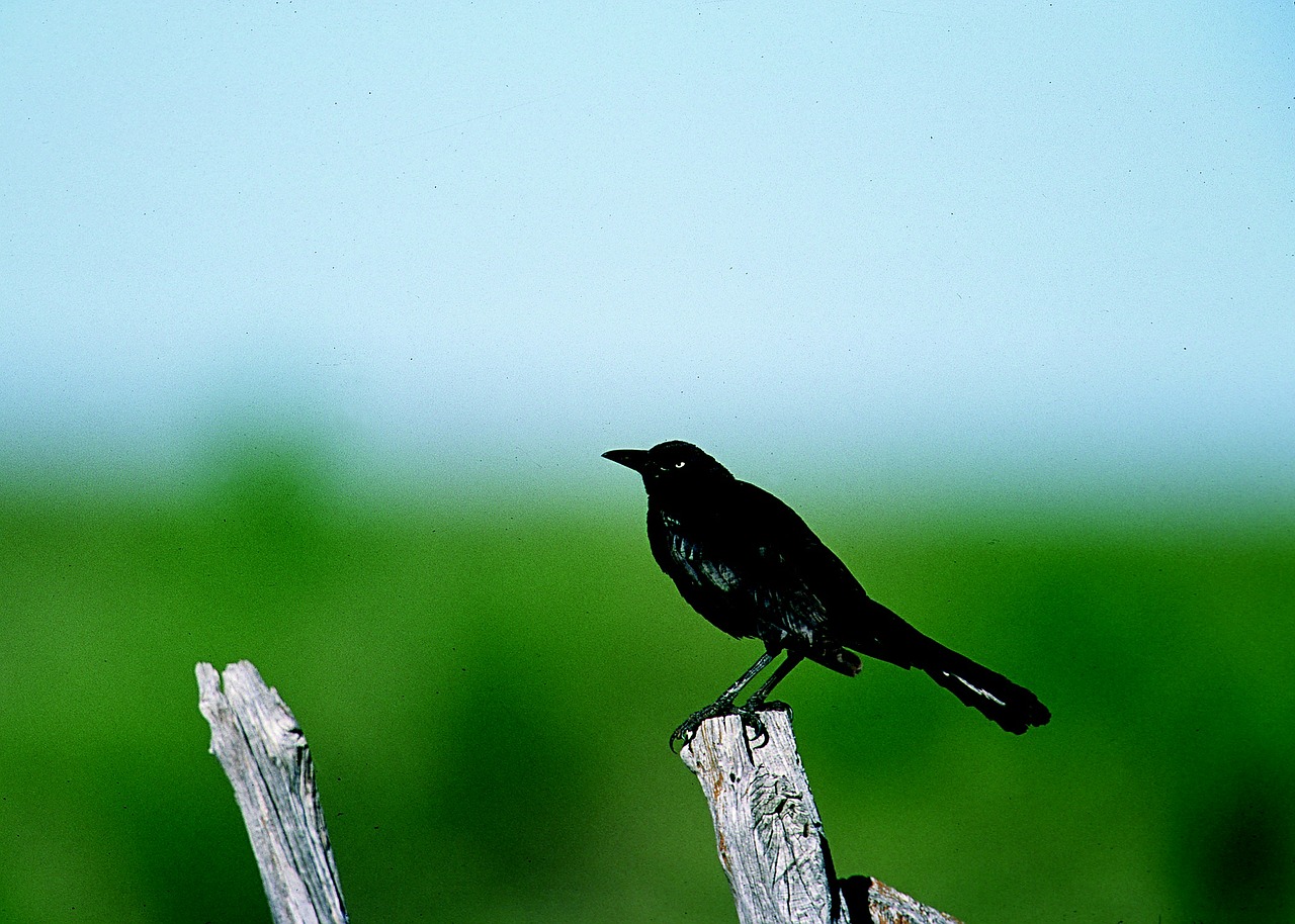 grackle bird perched free photo