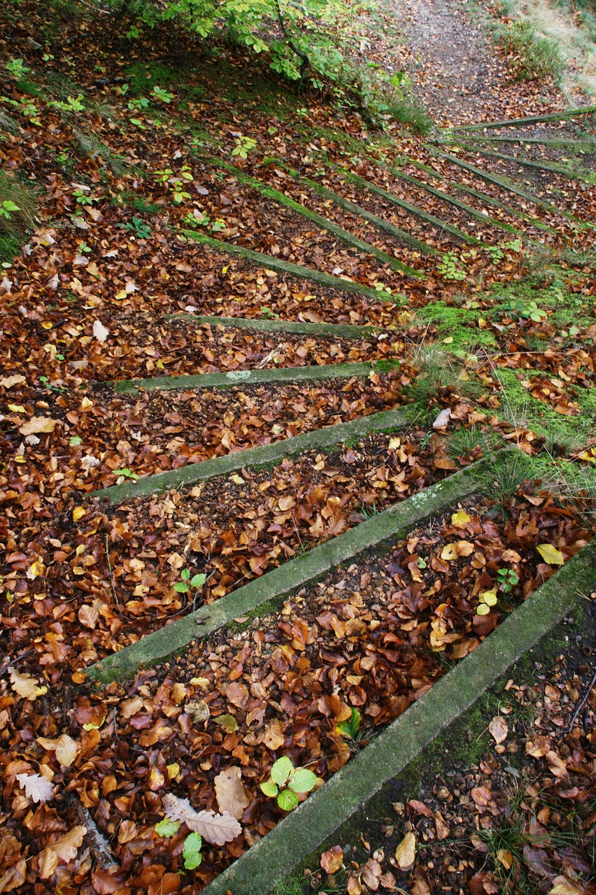 gradually leaves autumn free photo