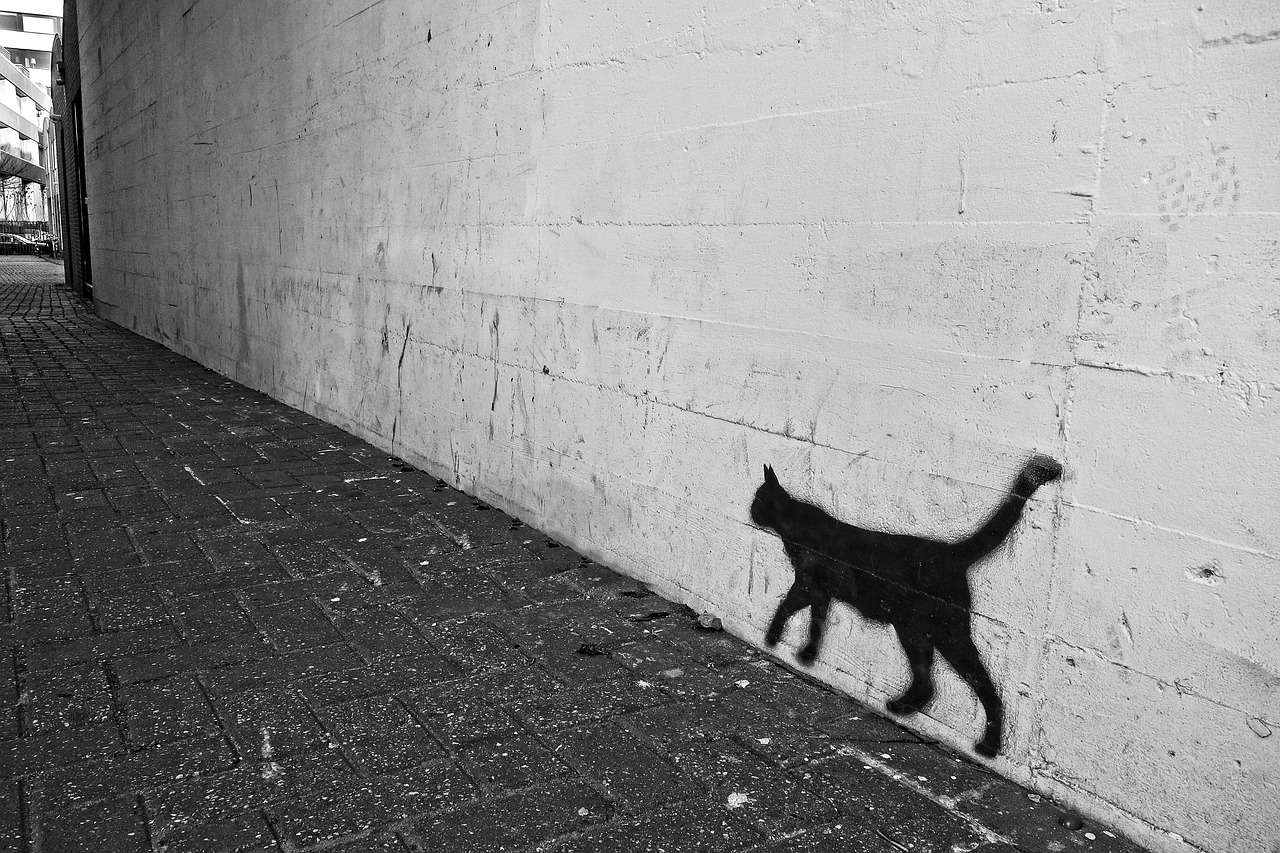 graffiti wall cat free photo