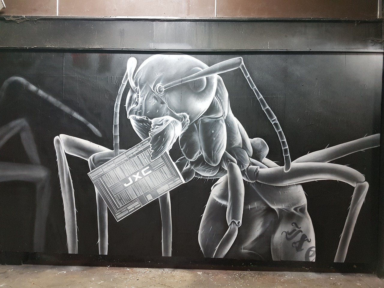 graffiti  ant  art free photo