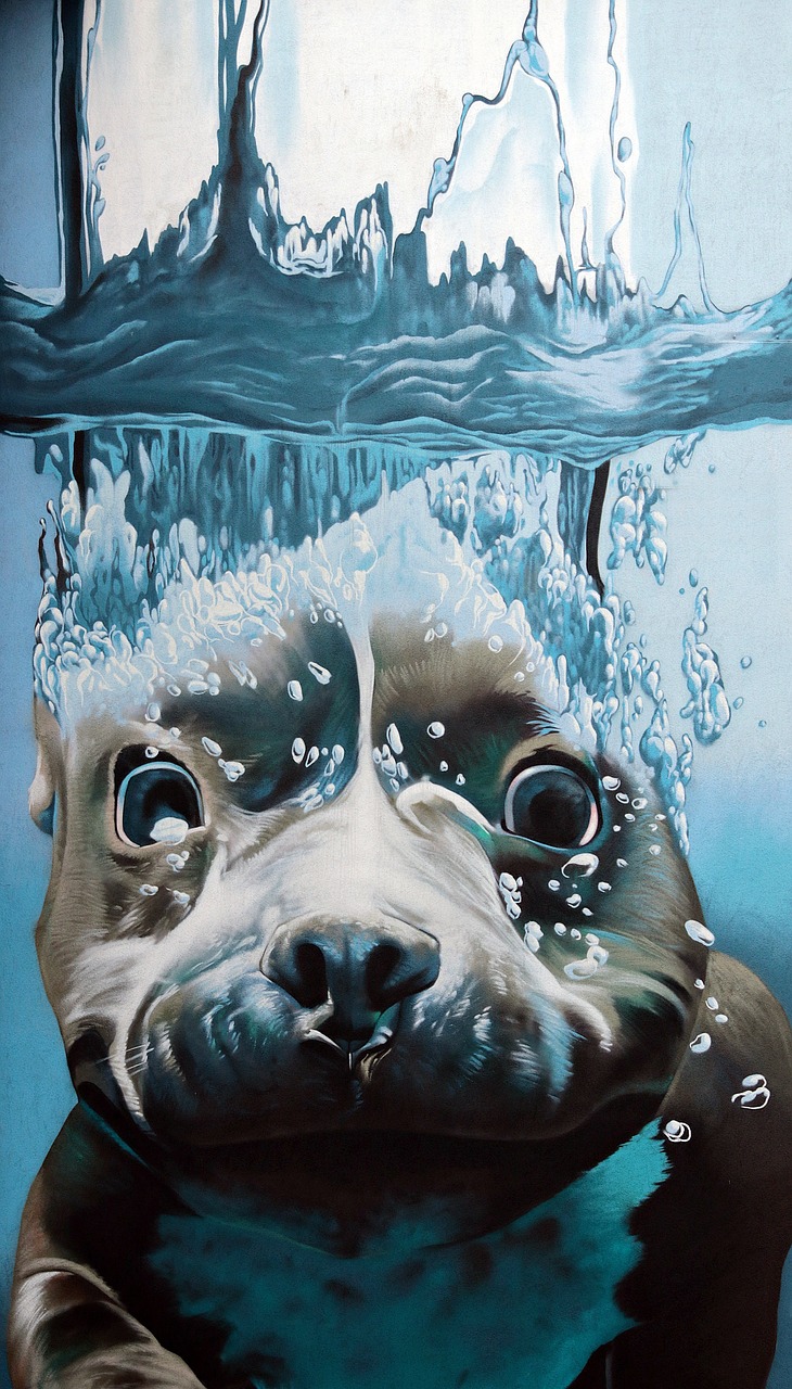 graffiti  robbe  seal under water free photo