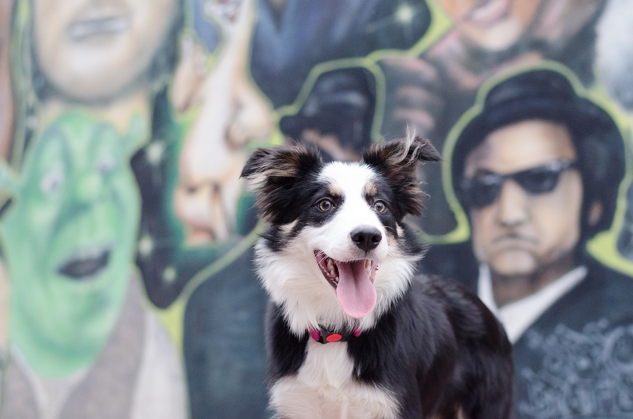 graffiti border collie portrait free photo