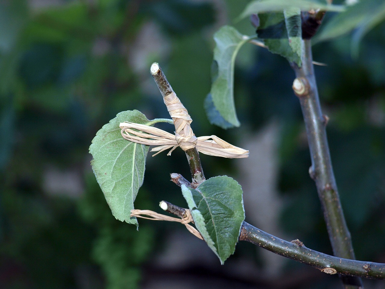 graft tree  branch  graft branch free photo