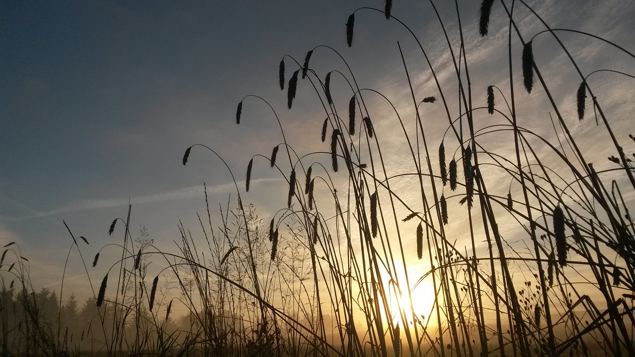 grain sunrise natural free photo