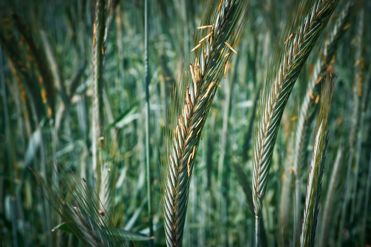 grain cornfield cereals free photo