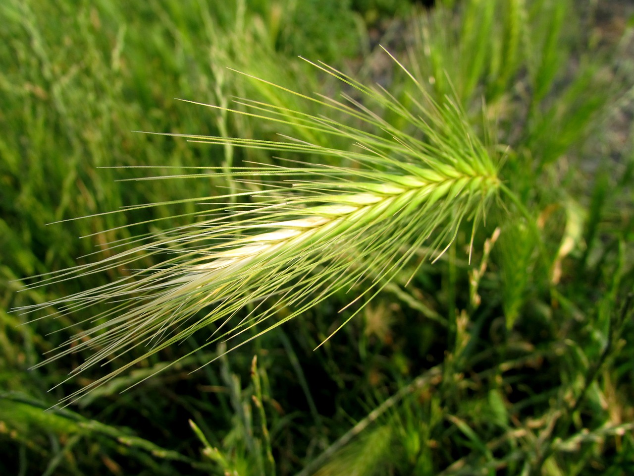 grain ear field crops free photo