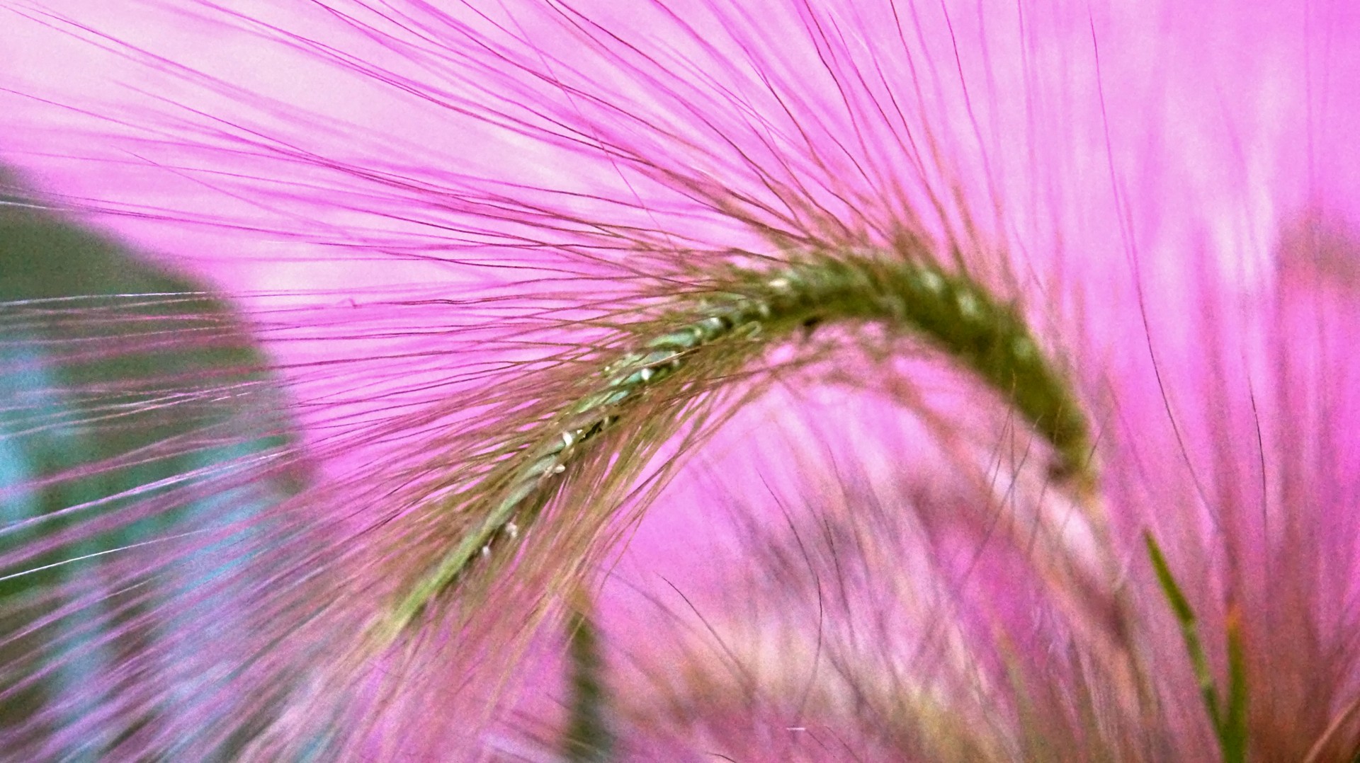 cereal plant nature photo free photo