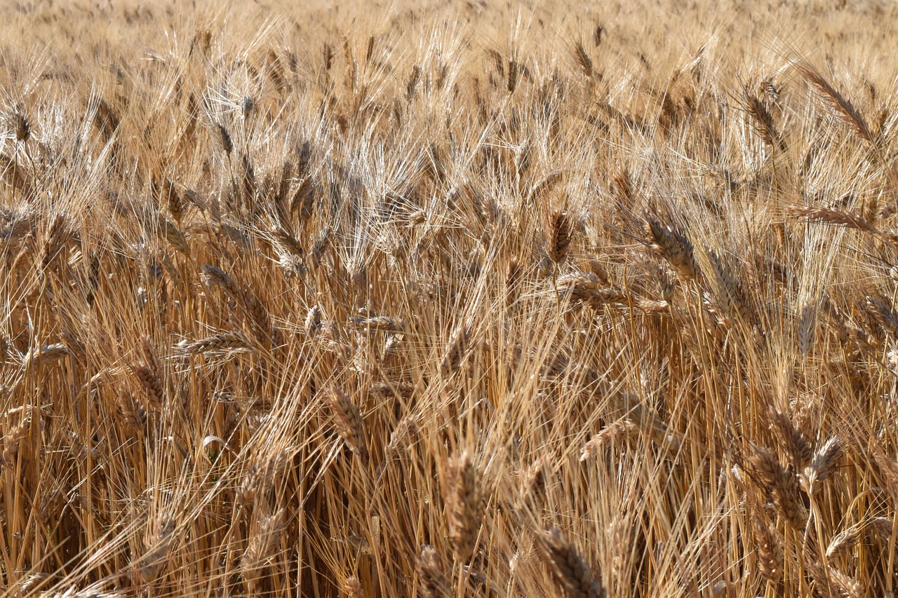 grain wheat wheat field free photo
