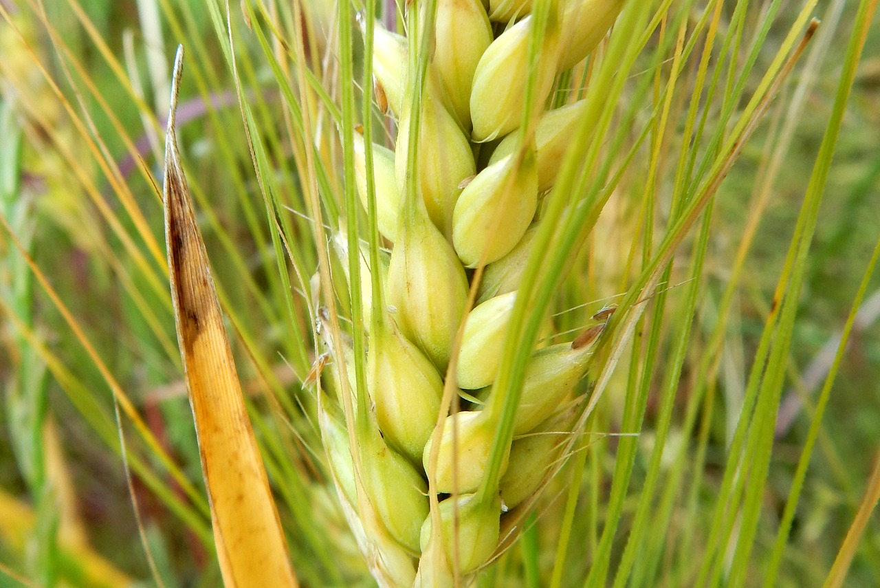 grain ear cereals free photo