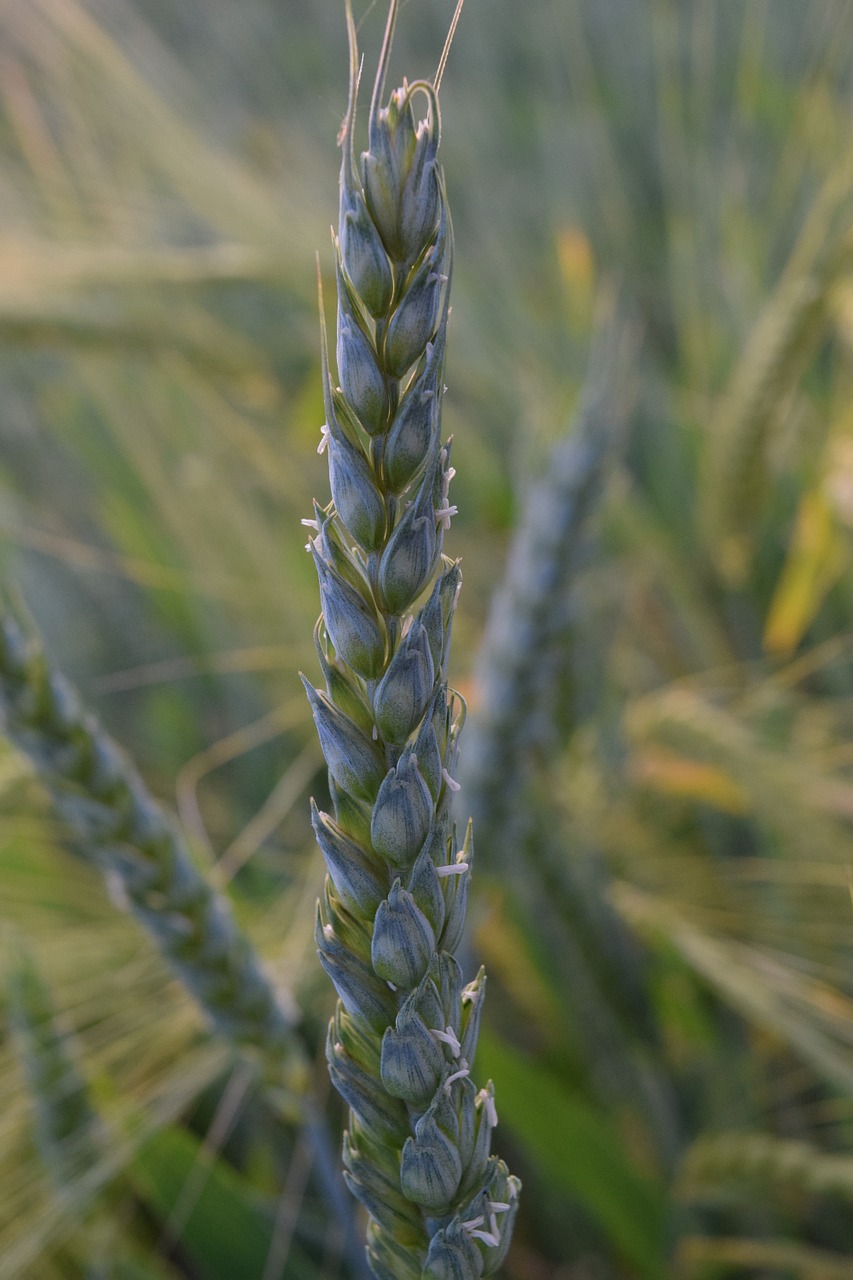 wheat green wheat grain free photo