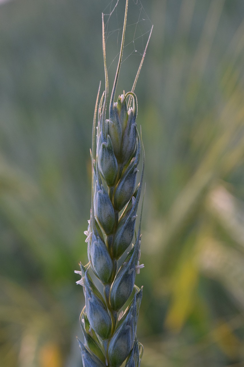 wheat green wheat grain free photo