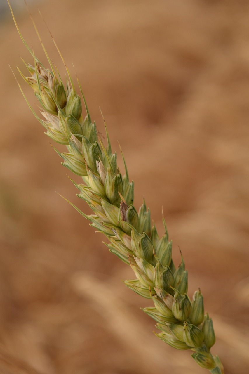 wheat grain close free photo