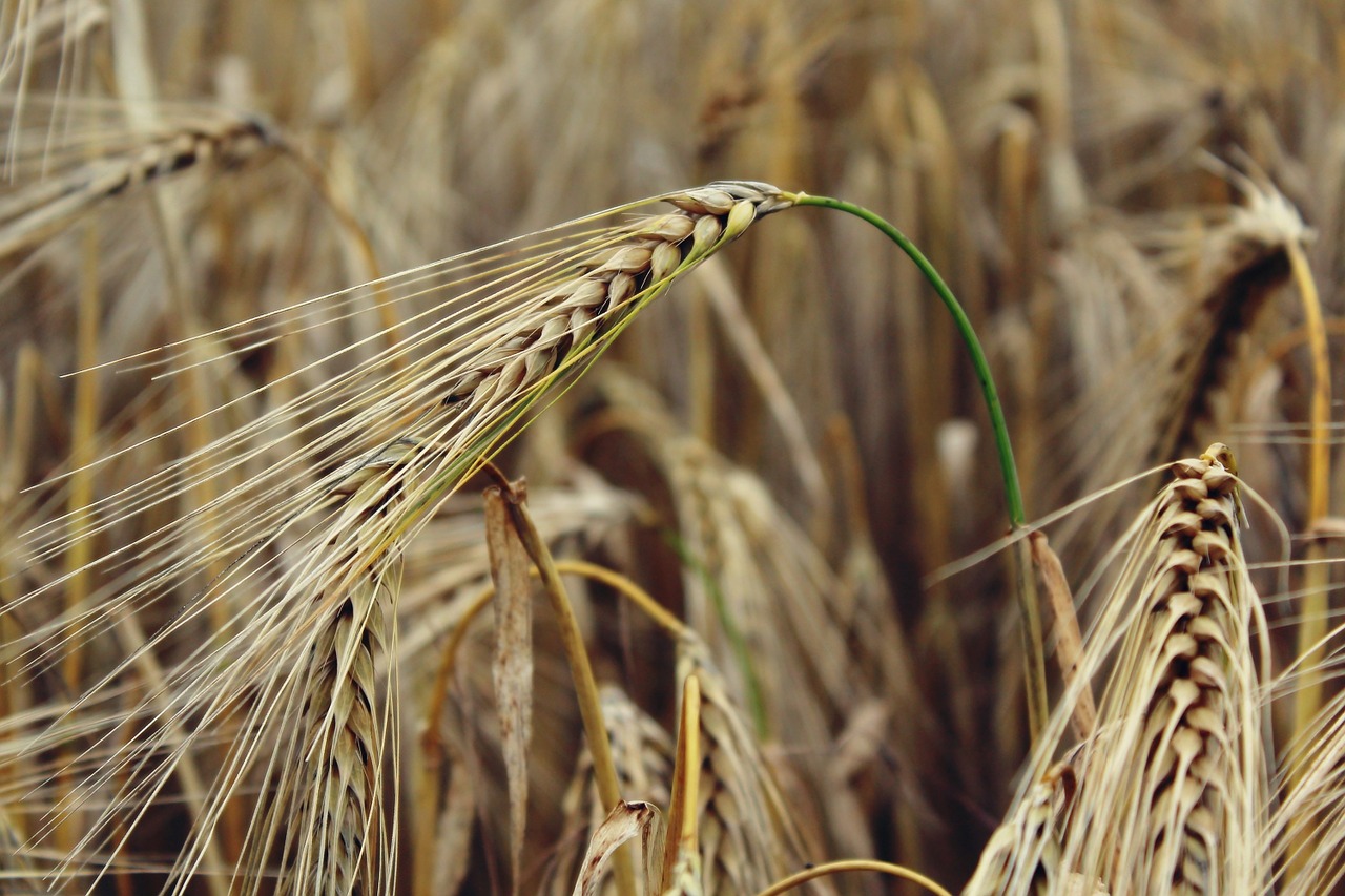 grain cornfield field free photo