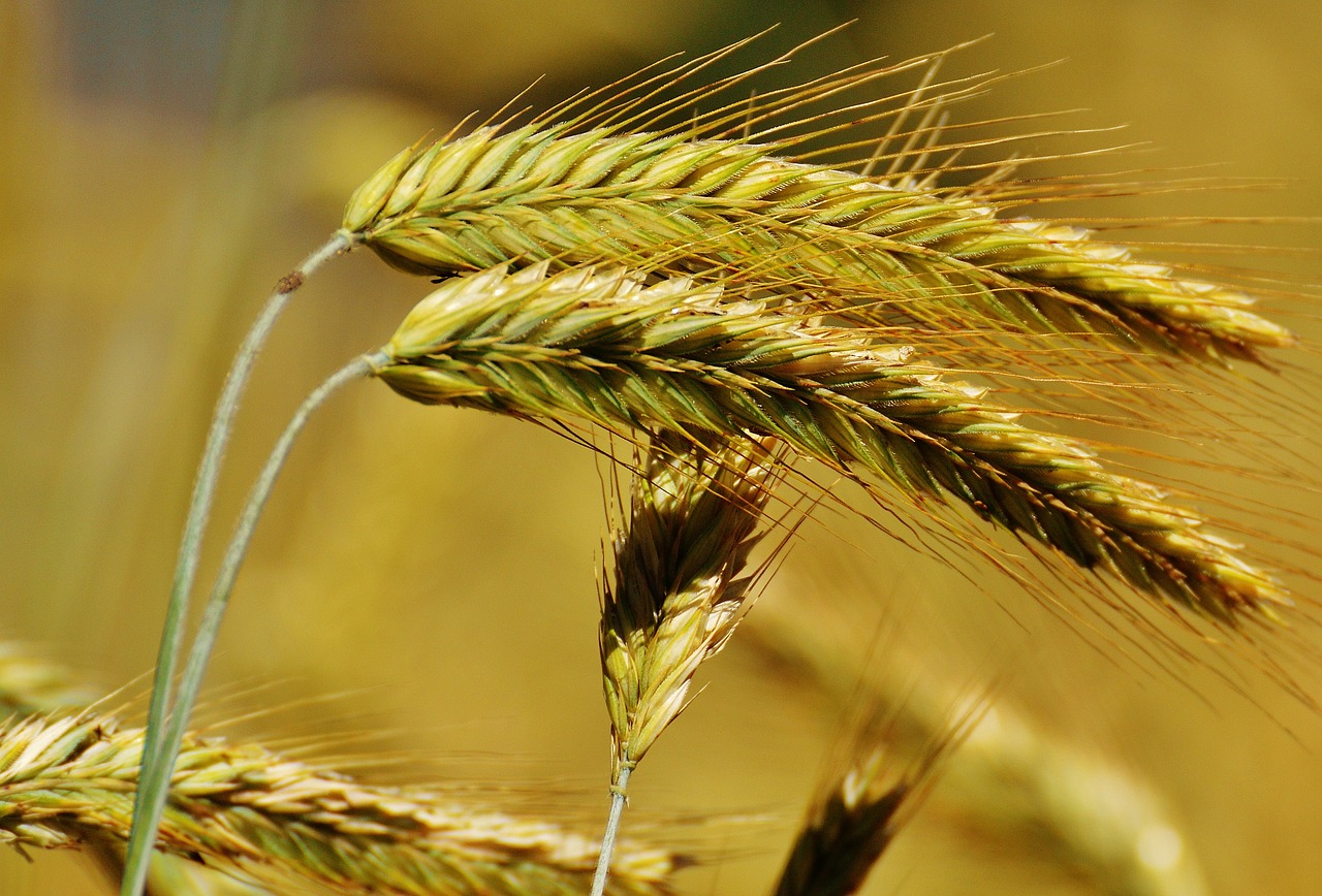 grain cornfield field free photo