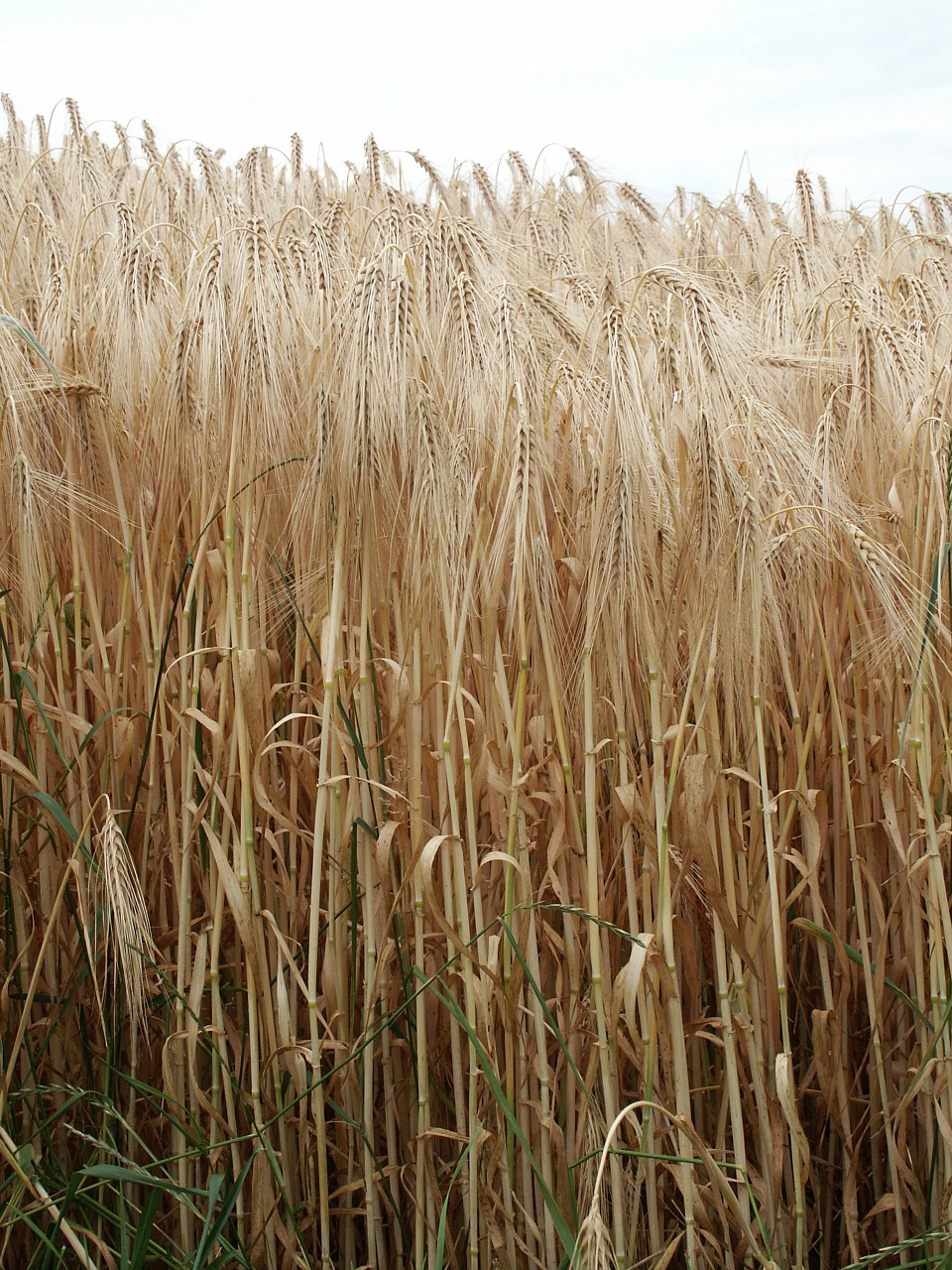 grain rye nature free photo