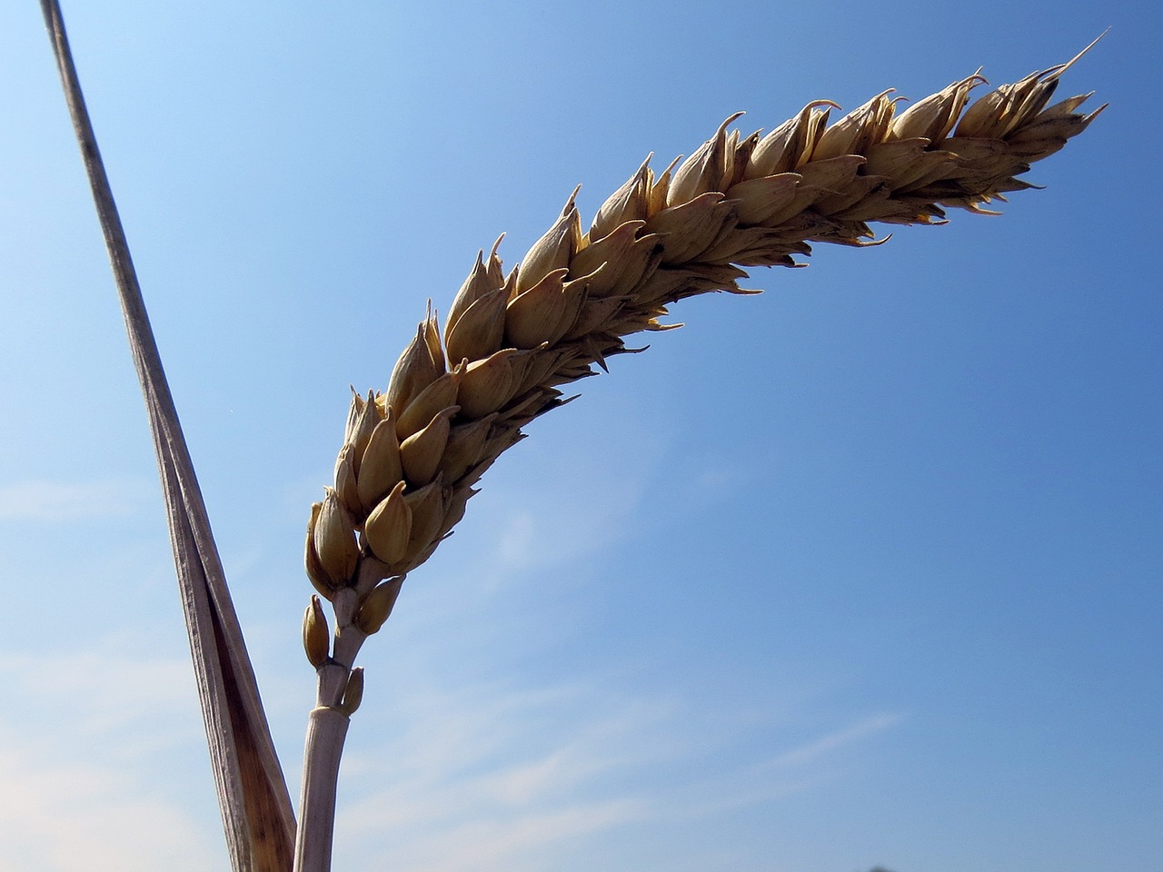 grain cereals ear free photo