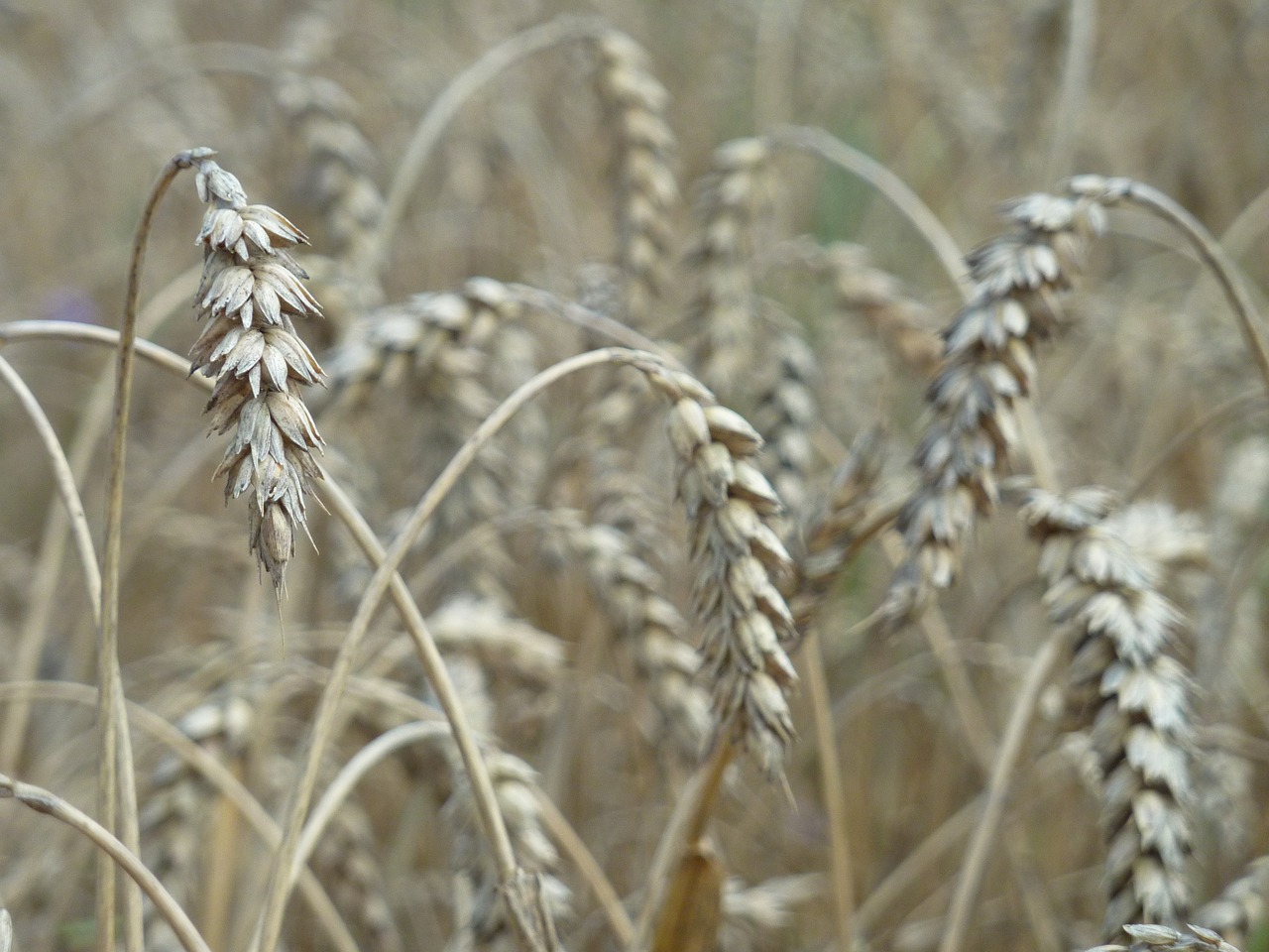 grain wheat cereals free photo