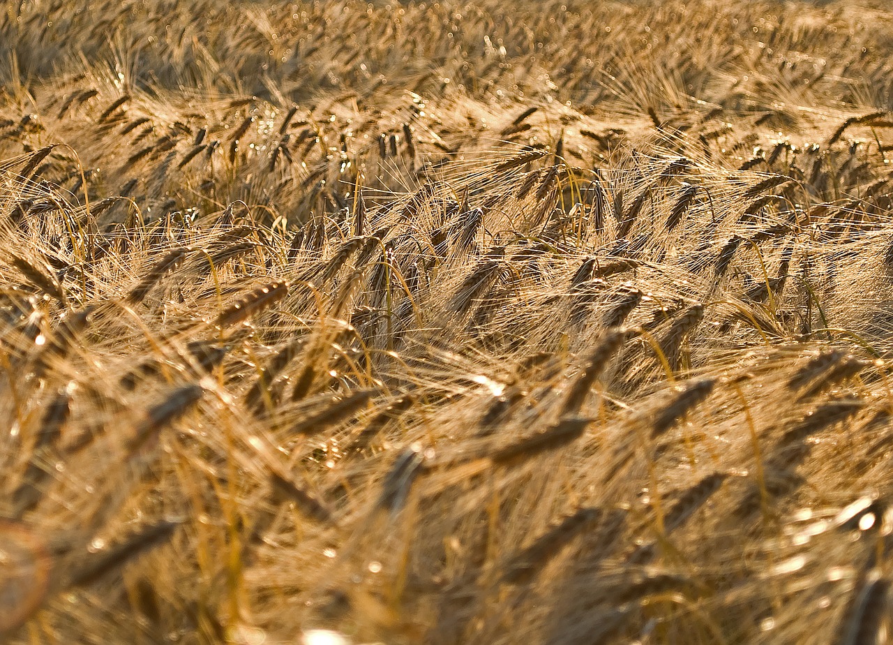 grain field cereals free photo