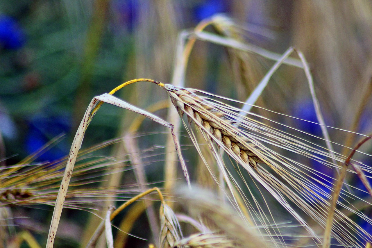grain cereals nature free photo